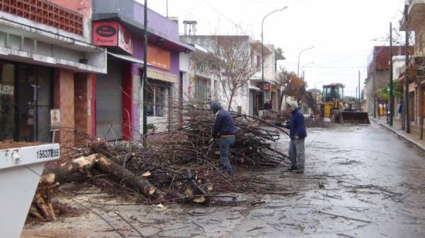 LA MUNICIPALIDAD CONTINUA CON LA EXTRACCION DE ARBOLES