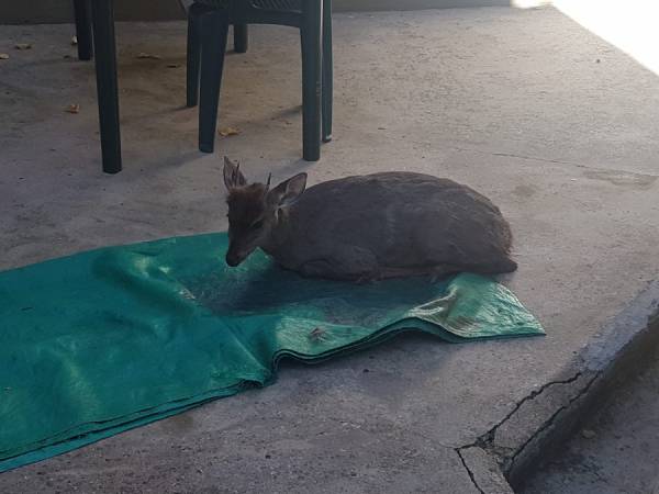 HACE UNOS DIAS FUE UN OSO MELERO, AHORA UNA CORZUELA